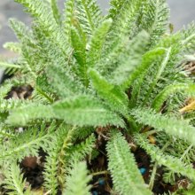 Picture of Achillea Anthea Lemon (30781)