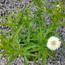 Picture of Achillea Summer Drift (29730)