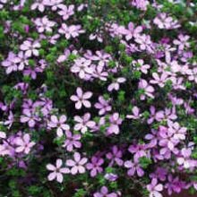 Acmadenia Star Blush Picture of Acmadenia Star Blush (9621)