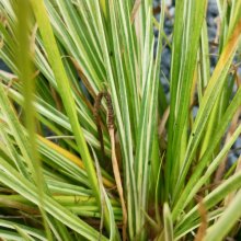 Picture of Acorus G Variegata (122)