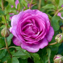 Picture of Adorable Std 80cm-Rose (30583)