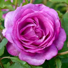 Picture of Adorable-Rose (30200)