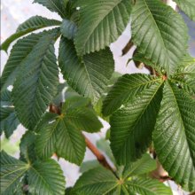 Picture of Aesculus Baumannii (30402)