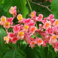 Picture of Aesculus Carnea Briottii (5883)