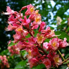 Picture of Aesculus Carnea (9497)