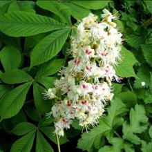 Picture of Aesculus Hippocastanum (128)