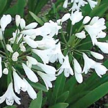 Agapanthus Agapetite Dwarf Picture of Agapanthus Agapetite Dwarf (6292)