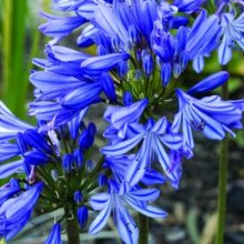 Agapanthus Baby Pete Picture of Agapanthus Baby Pete (7165)