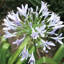 Agapanthus Blue Finn Picture of Agapanthus Blue Finn (11119)