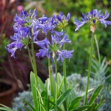 Agapanthus Charlotte Picture of Agapanthus Charlotte (11917)