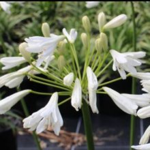 Agapanthus Finn Picture of Agapanthus Finn (130)