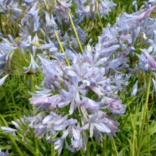 Agapanthus Gayles Lilac Picture of Agapanthus Gayles Lilac (28908)