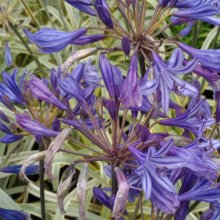 Agapanthus Gold Strike Picture of Agapanthus Gold Strike (30437)