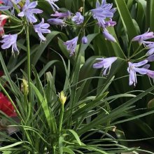 Agapanthus Mini Me Picture of Agapanthus Mini Me (11849)