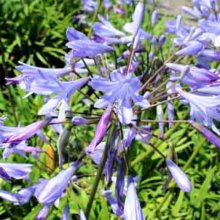 Agapanthus Peter Pan Picture of Agapanthus Peter Pan (132)