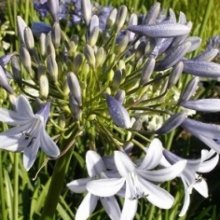 Agapanthus Silver Baby Picture of Agapanthus Silver Baby (137)