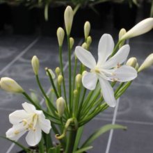 Agapanthus Snowball Picture of Agapanthus Snowball (138)
