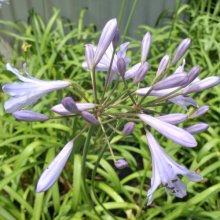 Agapanthus Streamline Picture of Agapanthus Streamline (140)