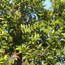 Picture of Agathis Australis Kauri (142)