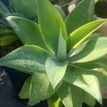 Agave Attenuata Picture of Agave Attenuata (5844)