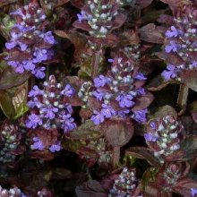 Picture of Ajuga Atropurpurea (11178)