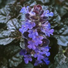 Picture of Ajuga Black Scallop (6528)