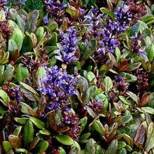 Picture of Ajuga Blueberry Muffin (8295)