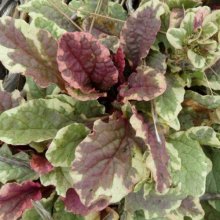Picture of Ajuga Burgundy Lace (10205)