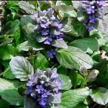 Picture of Ajuga Catlins Giant (146)