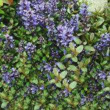 Picture of Ajuga Chocolate Chip (9656)