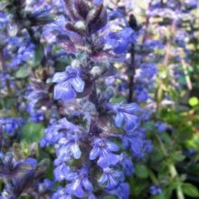 Picture of Ajuga Jungle Beauty (149)