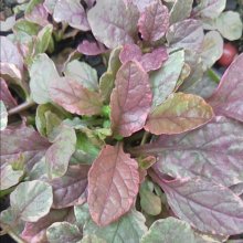 Picture of Ajuga Multicolour (28956)