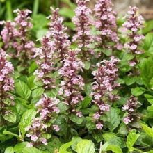 Picture of Ajuga Pink Spire (12180)