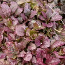 Picture of Ajuga Port Wine (29669)