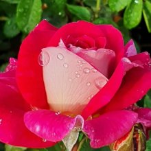 Picture of Akaroa Std 80cm-Rose (11257)