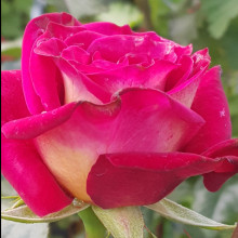 Picture of Akaroa-Rose (11325)