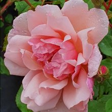 Albertine Clg-Rose Picture of Albertine Clg-Rose (154)