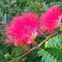 Picture of Albizia Red Silk (155)