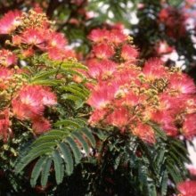 Picture of Albizia Rosea (156)