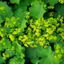 Picture of Alchemilla Mollis Thriller (10061)