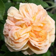 Alchemist Clg-Rose Picture of Alchemist Clg-Rose (158)