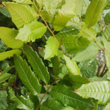 Picture of Alectryon Excelsus Titoki (161)