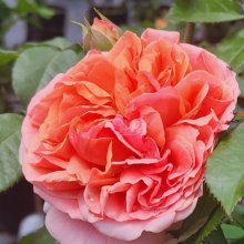 Picture of Ali Mau Std 80cm-Rose (7702)
