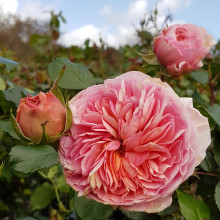 Picture of Ali Mau-Rose (6246)