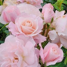 All My Love Clg-Rose Picture of All My Love Clg-Rose (166)