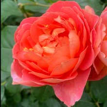 Allison Scott Std 80cm -Rose Picture of Allison Scott Std 80cm -Rose (30706)