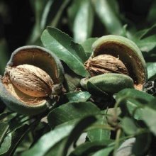 Picture of Almond Monavale (178)