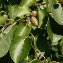 Picture of Alnus Cordata (180)