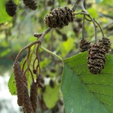 Picture of Alnus Glutinosa (181)