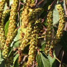 Picture of Alnus Jorullensis (182)